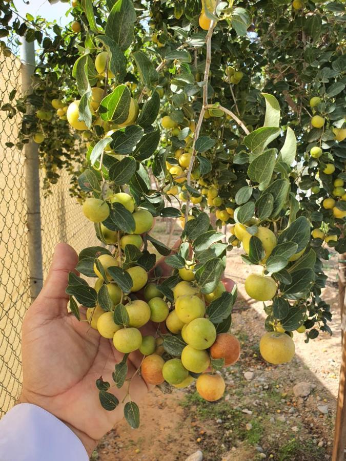 Farm stay استراحه الليوان Alliwan Rak 1 *
