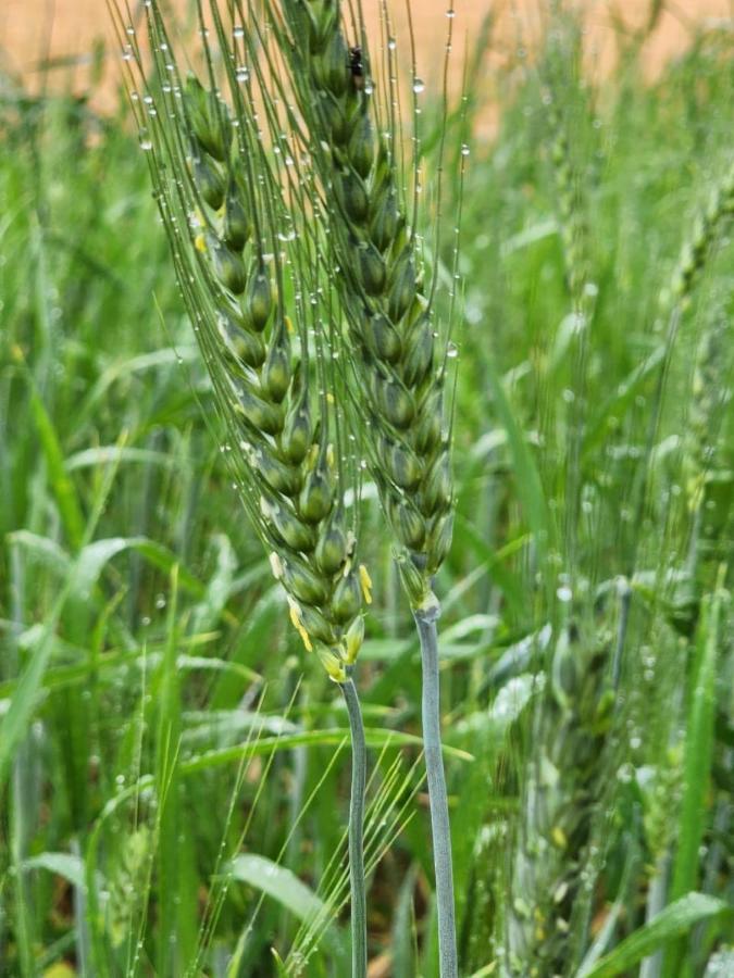 استراحه الليوان Alliwan Rak 1 Farm stay