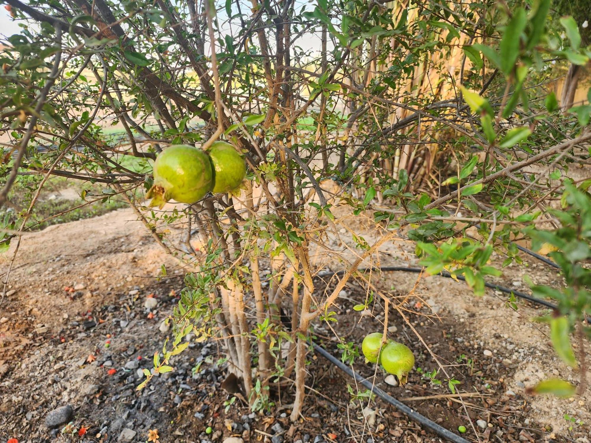 Farm stay استراحه الليوان Alliwan Rak 1 Ras al-Khaimah